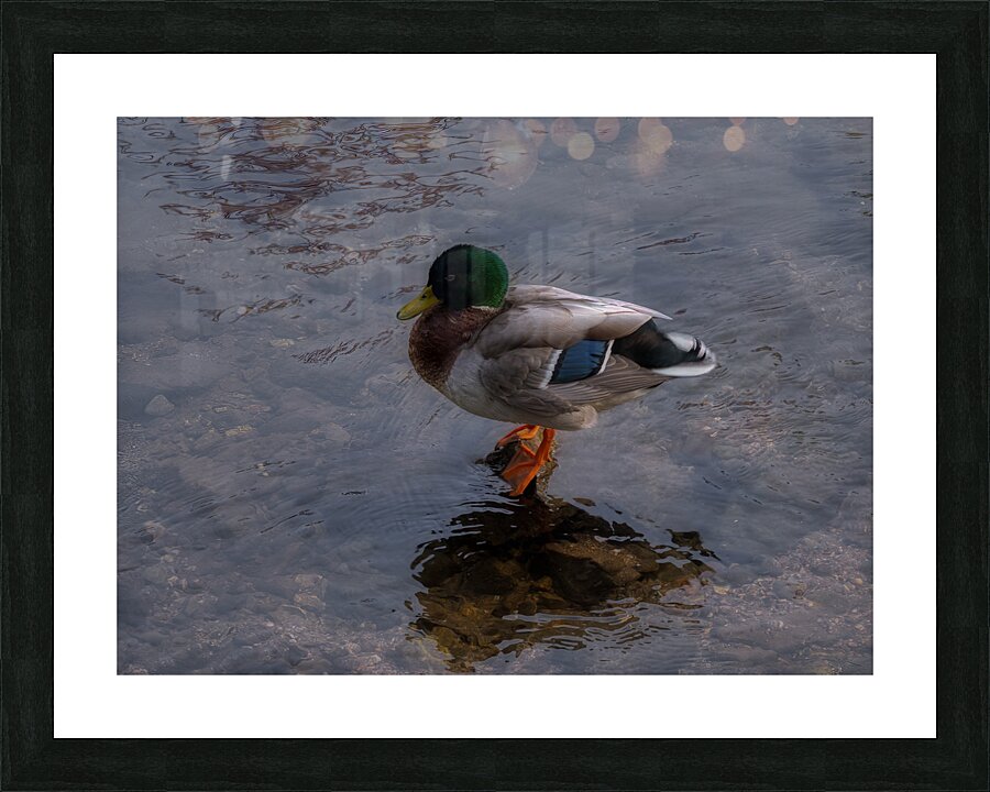BIR 02156 Picture Frame print