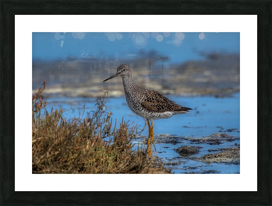 BIR 02256 Picture Frame print