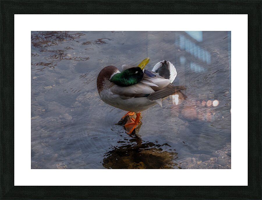BIR 02157 Picture Frame print