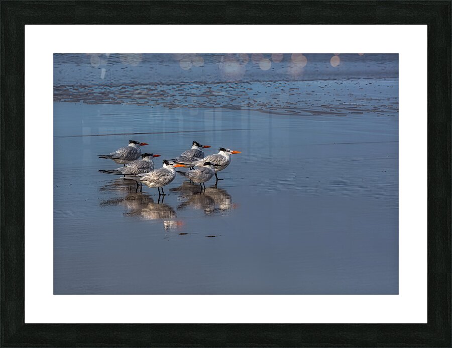 BIR 02193 Picture Frame print