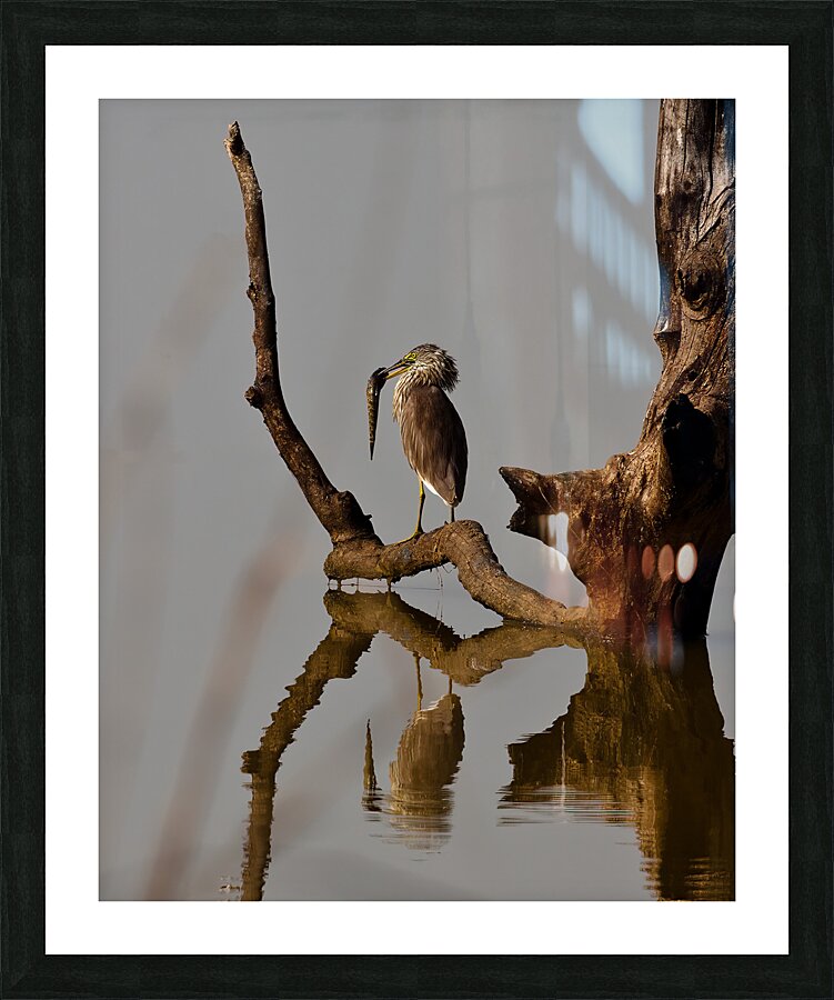 BIR 02364 Picture Frame print