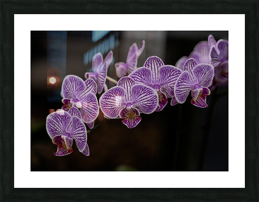 FLO 02268 Picture Frame print