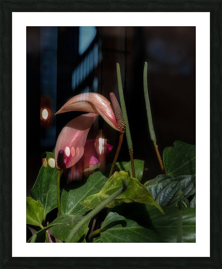 FLO 02286 Picture Frame print