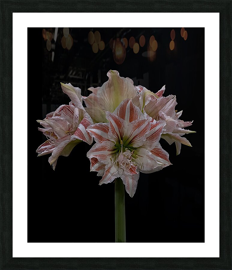 FLO 02276 Picture Frame print