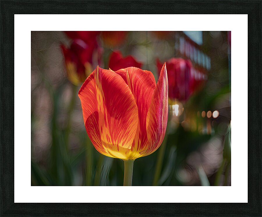FLO 02203 Picture Frame print