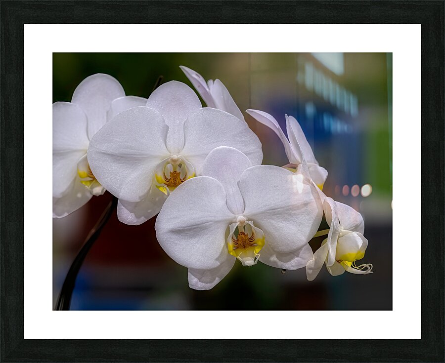 FLO 02271 Picture Frame print