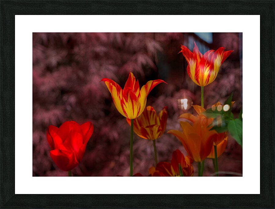FLO 02137 Picture Frame print