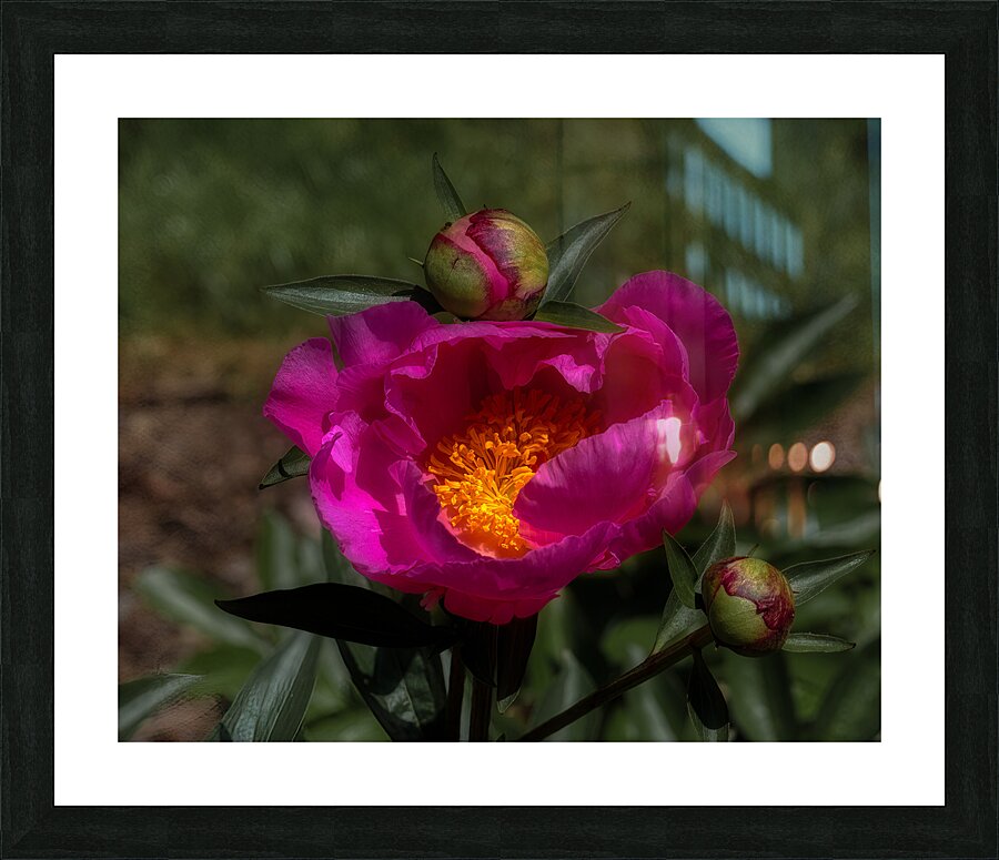 FLO 02285 Picture Frame print