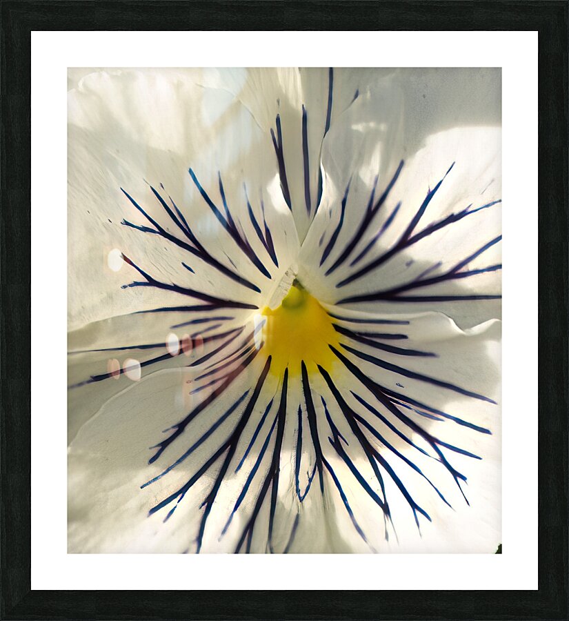 FLO 02304 Picture Frame print