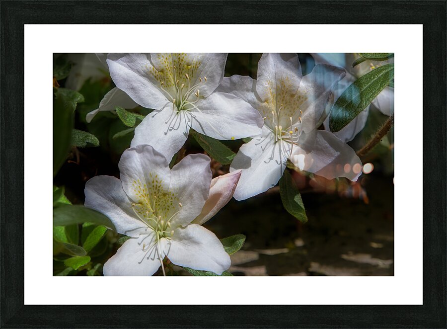 FLO 02213 Picture Frame print