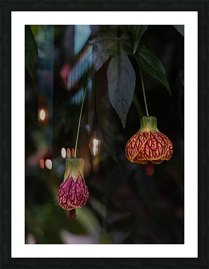 FLO 02277 Picture Frame print