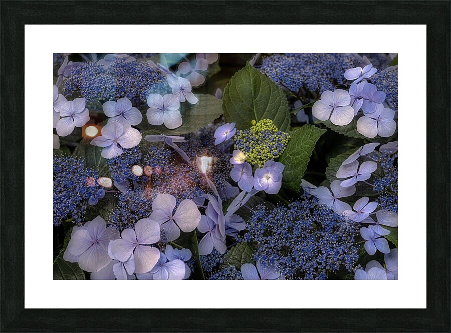 FLO 02294 Picture Frame print