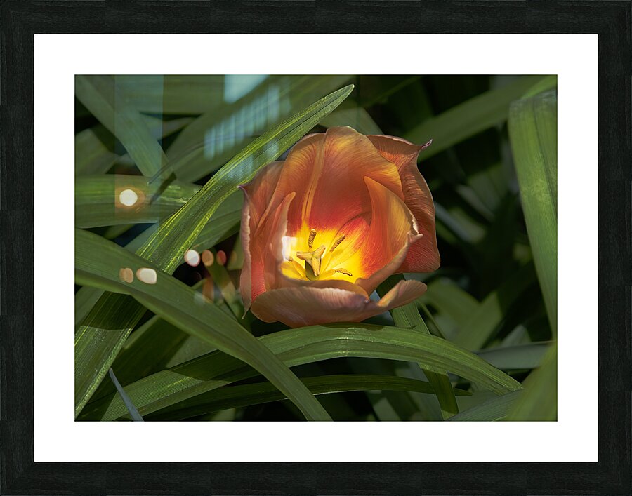 FLO 02208 Picture Frame print