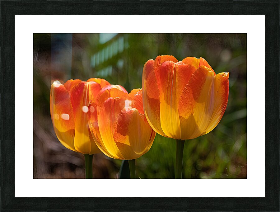 FLO 02209 Picture Frame print