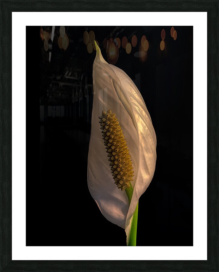 FLO 02218 Picture Frame print