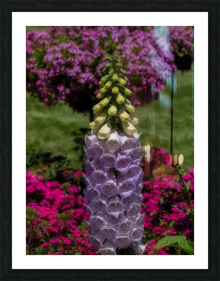 FLO 02283 Picture Frame print