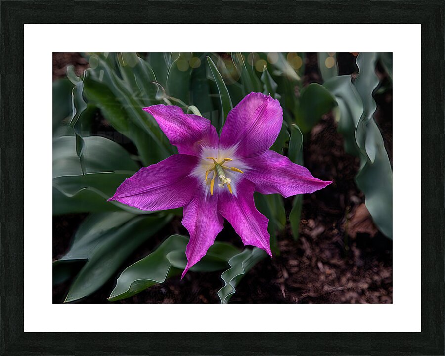 FLO 02212 Picture Frame print