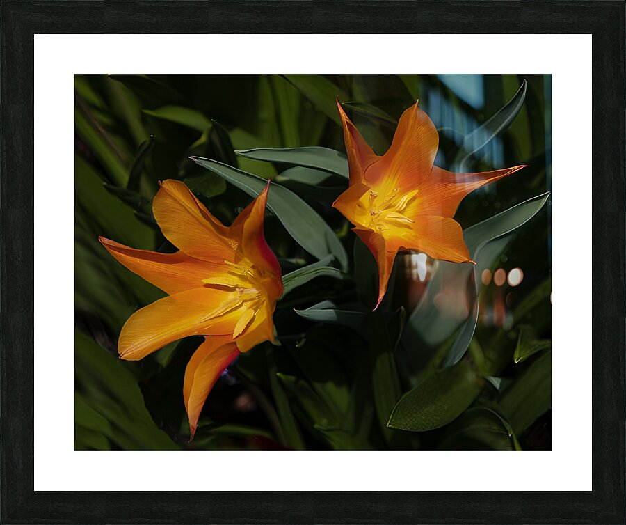 FLO 02204 Picture Frame print