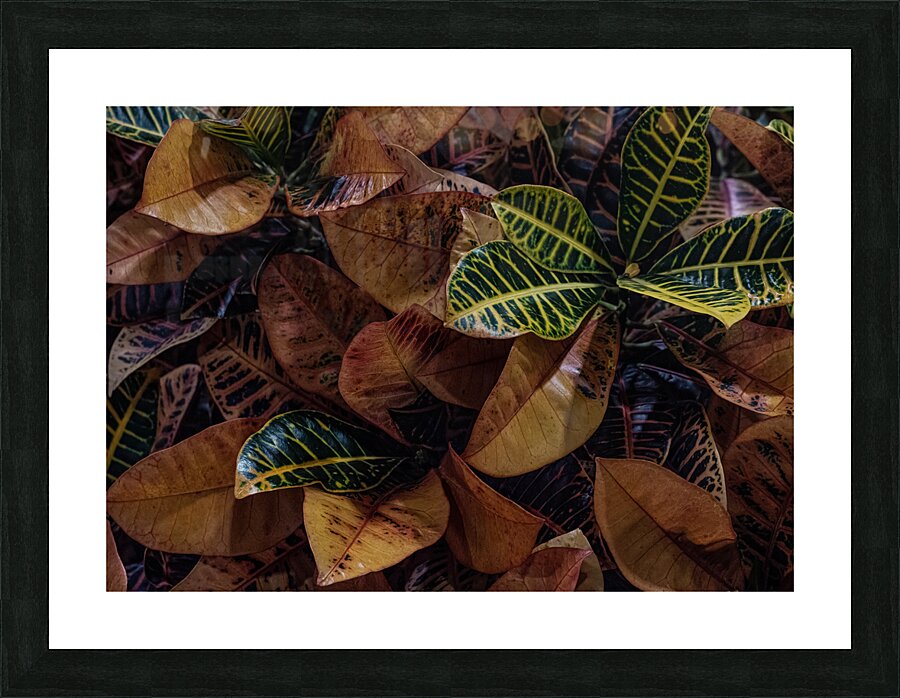 FLO 02278 Picture Frame print