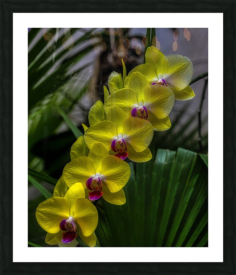 FLO 02279 Picture Frame print