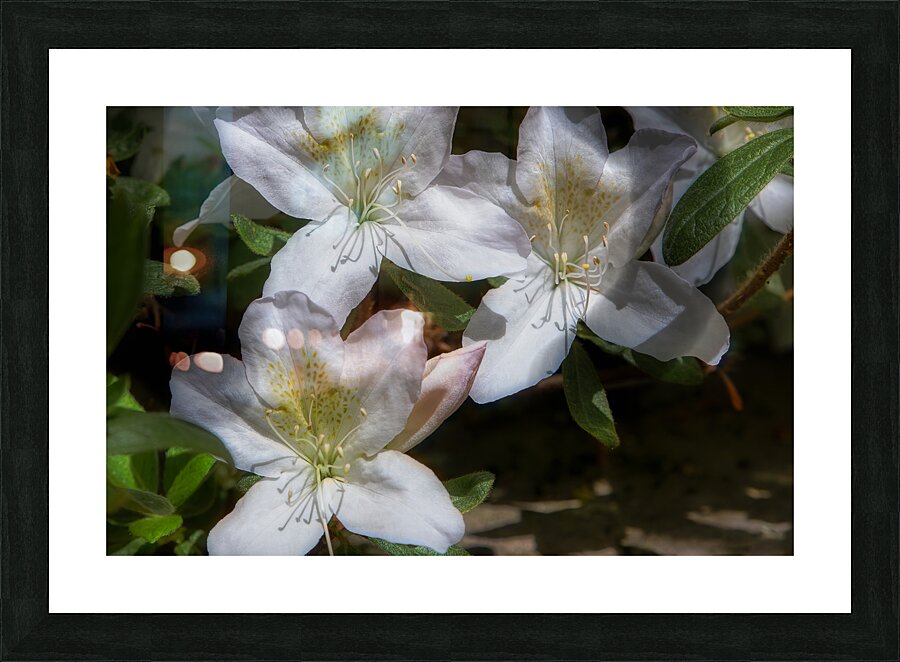 FLO 02138 Picture Frame print