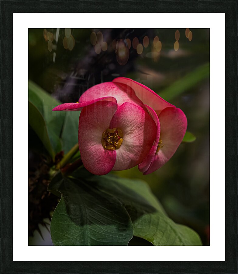 FLO 02275 Picture Frame print