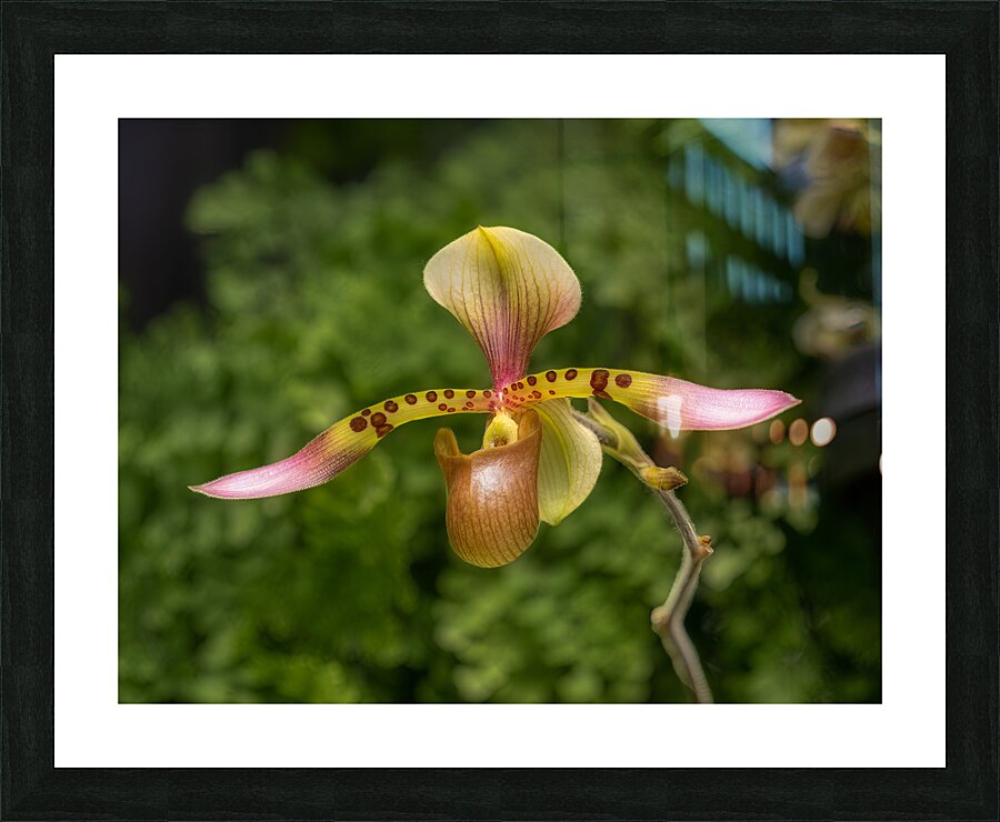 FLO 02290 Picture Frame print