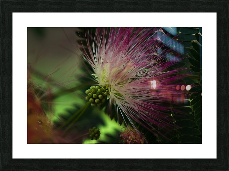 FLO 02261 Picture Frame print