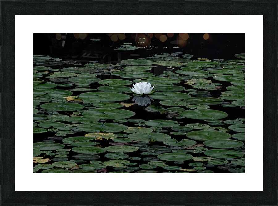 FLO 02302 Picture Frame print