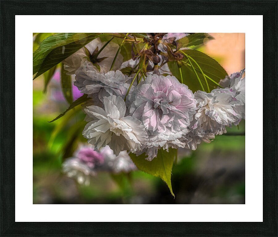 FLO 02155 Picture Frame print