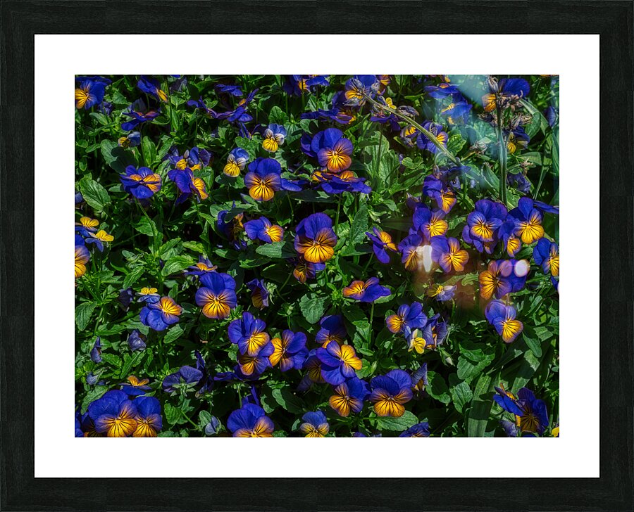 FLO 02281 Picture Frame print