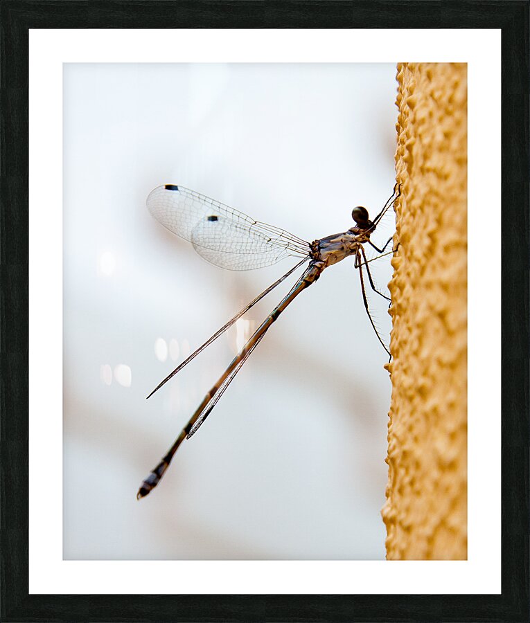 INS 02380 Picture Frame print