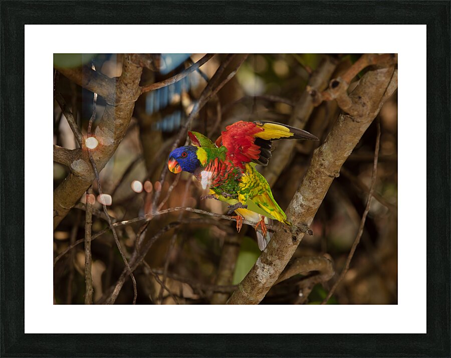 BIR 02382 Picture Frame print