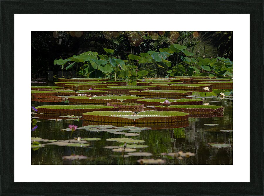 *FLO 02384 Picture Frame print