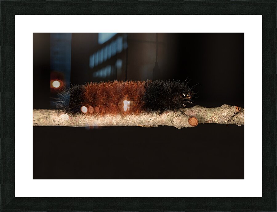INS 02413 Picture Frame print