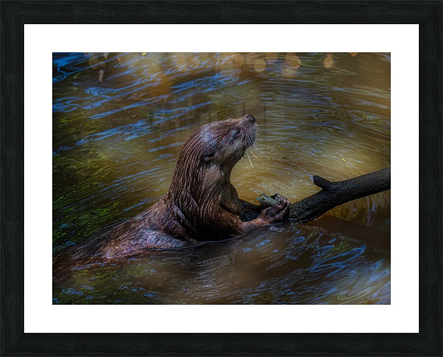 ANI 02433 Picture Frame print