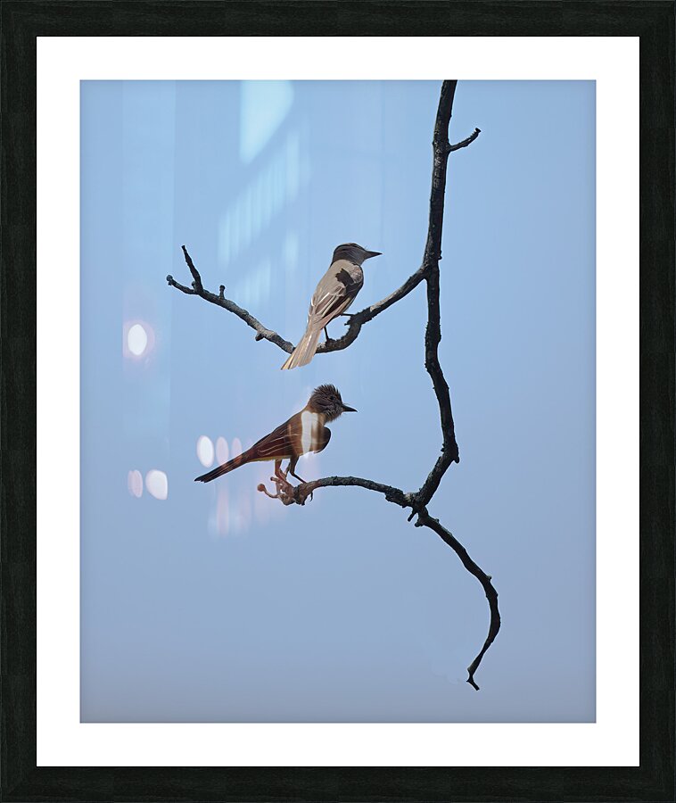 BIR 02448 Picture Frame print