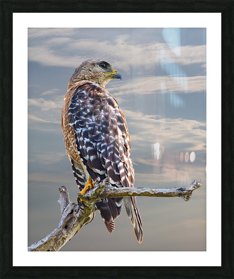 BIR 02462 Picture Frame print