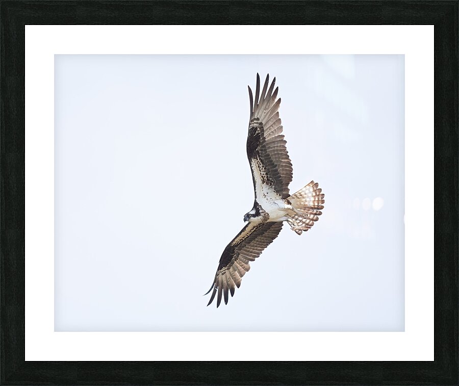 BIR 02429 Picture Frame print