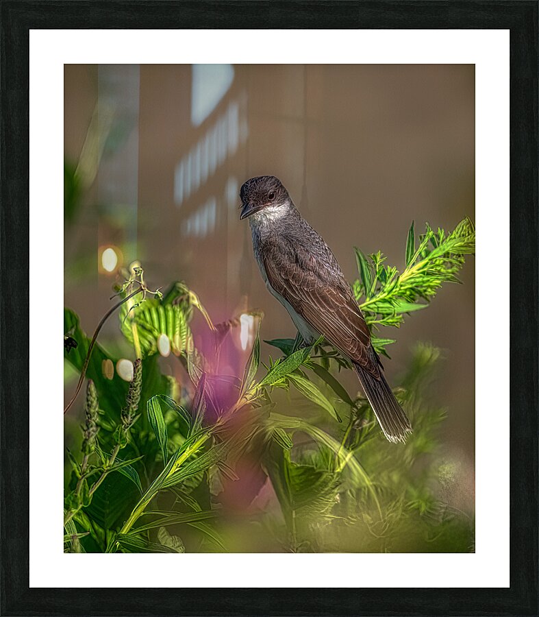BIR 02437 Picture Frame print