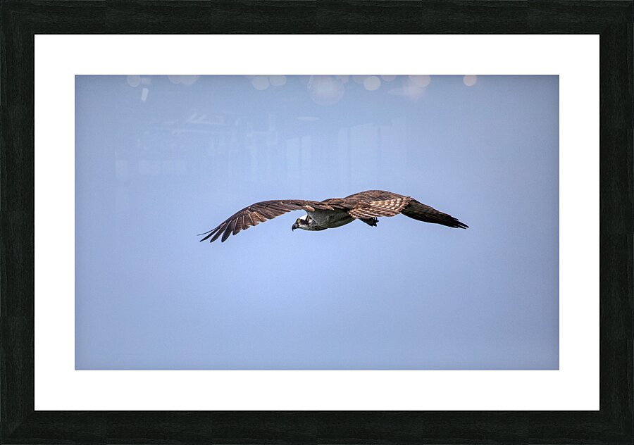 BIR 02446 Picture Frame print