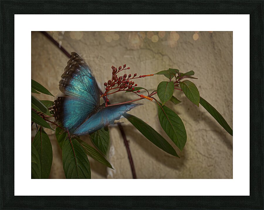 INS 02430 Picture Frame print