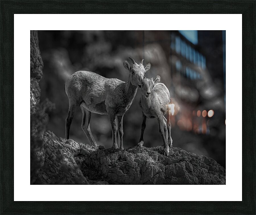 ANI 02475 Picture Frame print