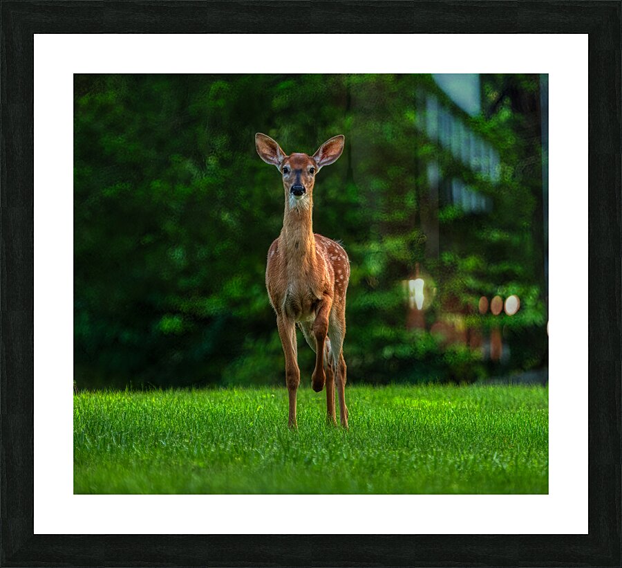 ANI 02524 Picture Frame print