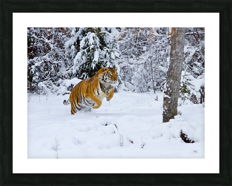 *ANI 02573 Picture Frame print