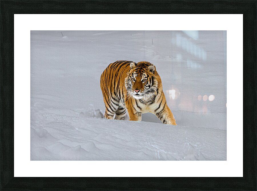 ANI 02574 Picture Frame print