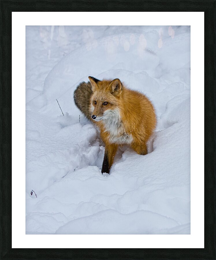 ANI 02572 Picture Frame print
