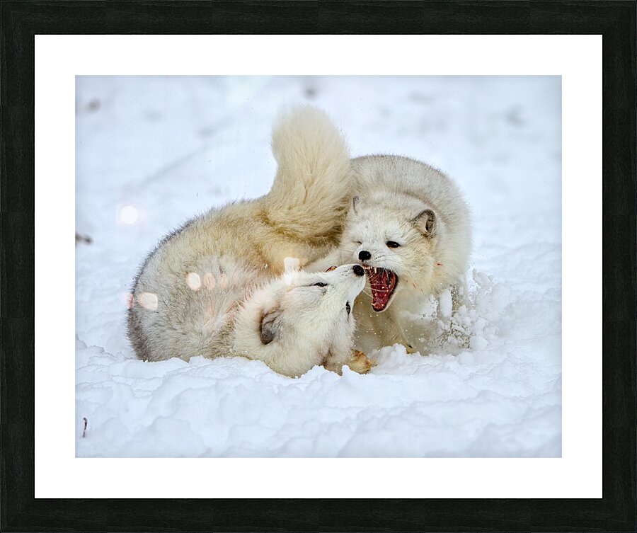 ANI 02575 Picture Frame print