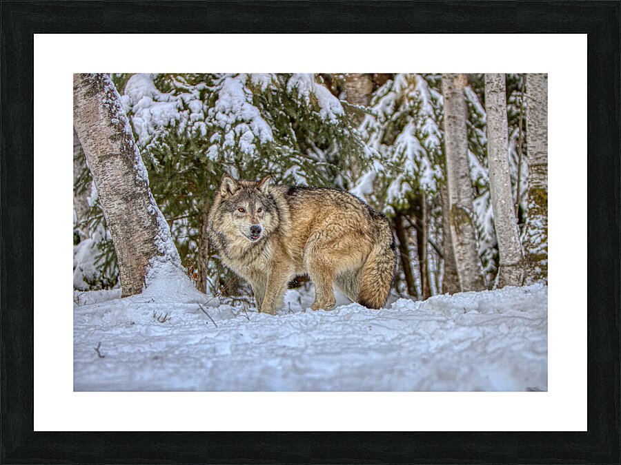 ANI 02577 Picture Frame print