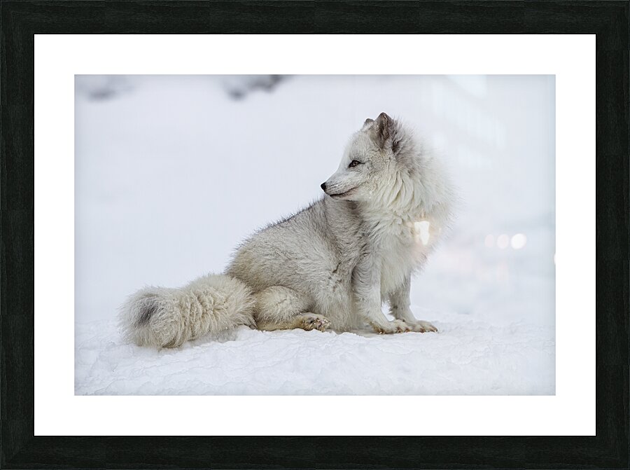 ANI 02576 Picture Frame print